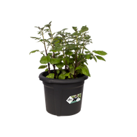 green basics aardappel pot 33cm living black